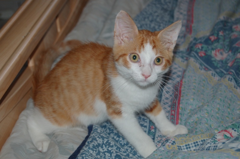 David, petit chaton mâle roux et blanc Dsc_0010