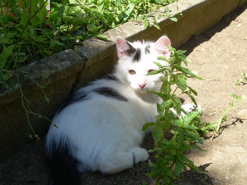 Gribouille, joli chaton noir et blanc semi-angora Gribou10