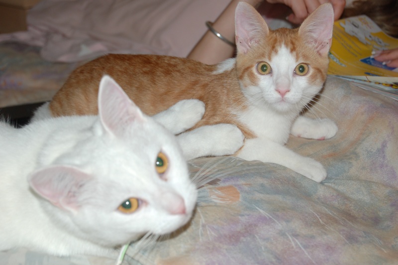 David, petit chaton mâle roux et blanc Zebulo10