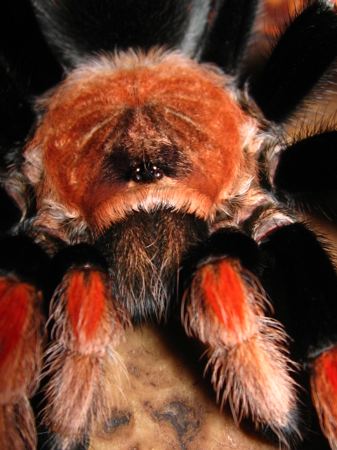 Brachypelma boehmei Img_4419