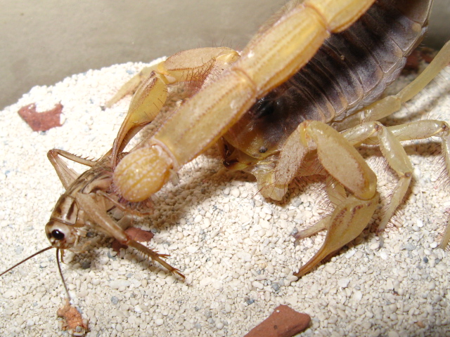 Hadrurus arizonensis (pin the tail on the cricket) Img_5815