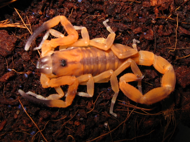 Babycurus jacksoni molting (pix heavy) update - Page 2 Img_6011