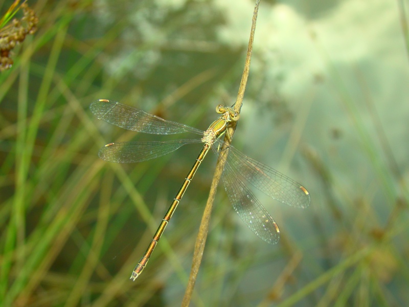 [Lestes barbarus] Photo126