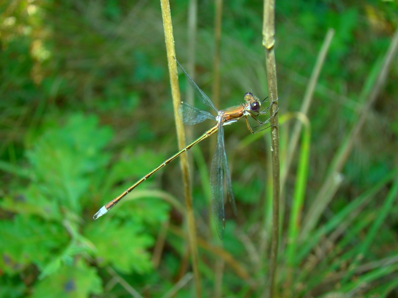 [Lestes virens] Photo134