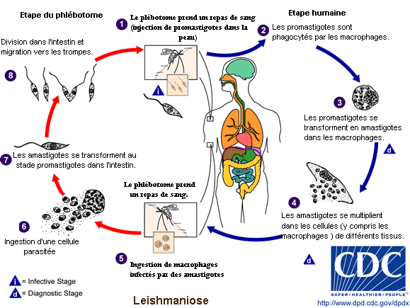 Cycle parasitaire des leishmanioses Leishm11