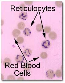 شرح لمادة علم الدم Hematology الفصــل الثــآني
