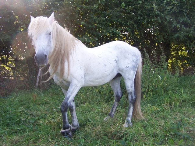 Louis de Keruyo poney de 10ans (56) Louis010