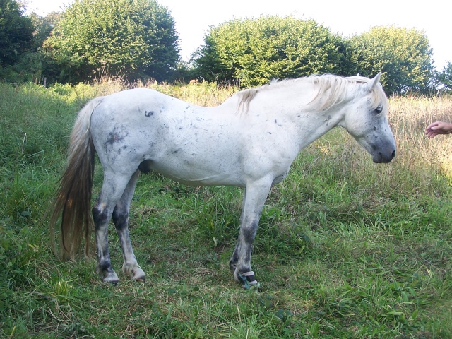 Louis de Keruyo poney de 10ans (56) Louuis10