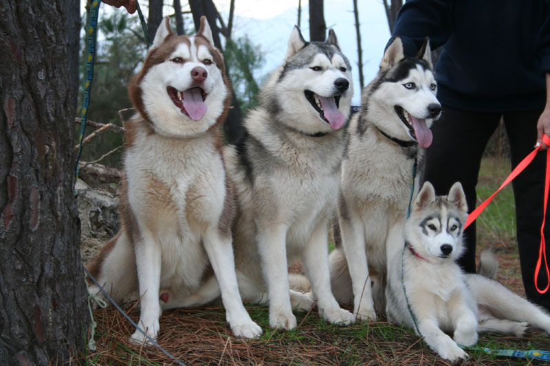 MES 4 MOUSQUETAIRES HUSKY Img_3510