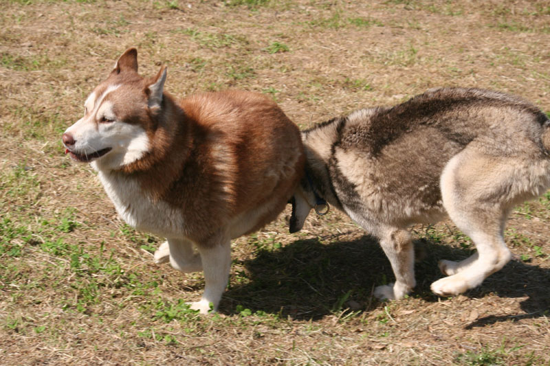 mes loups et moi Img_4419