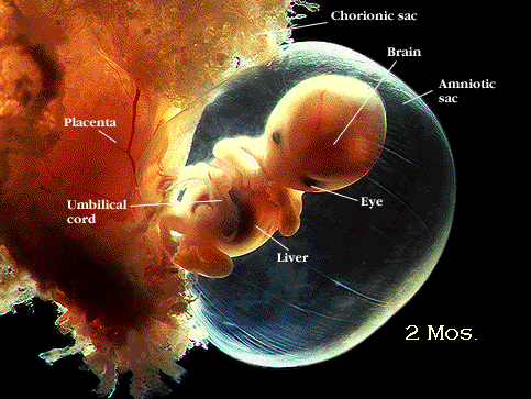 مراحل تكوين الجنين في رحم الأم لنقول : لا اله الا الله !! G4z4-c11