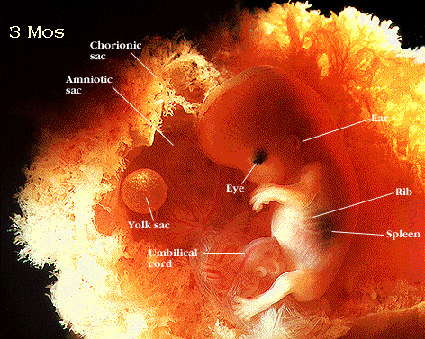 مراحل تكوين الجنين في رحم الأم لنقول : لا اله الا الله !! G4z4-c12