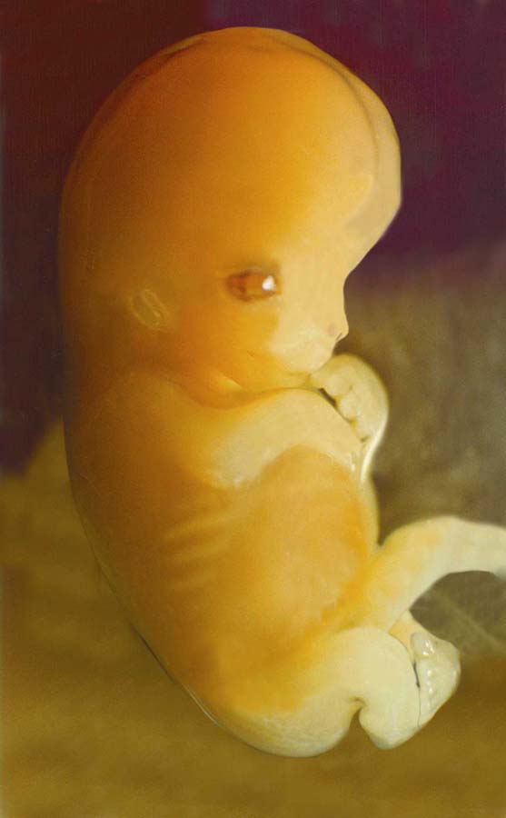 مراحل تكوين الجنين في رحم الأم لنقول : لا اله الا الله !! G4z4-c17