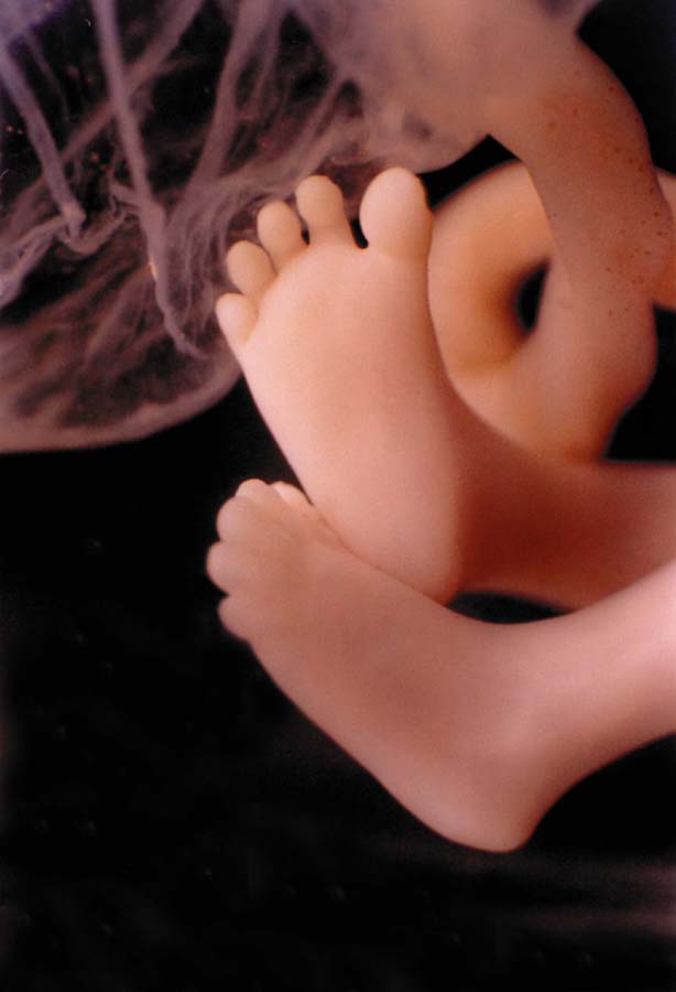 مراحل تكوين الجنين في رحم الأم لنقول : لا اله الا الله !! G4z4-c19