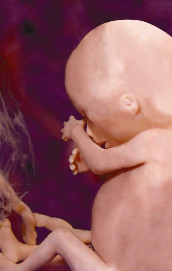 مراحل تكوين الجنين في رحم الأم لنقول : لا اله الا الله !! G4z4-c26
