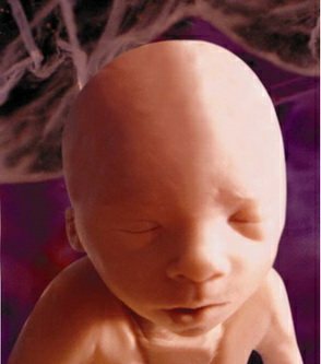 مراحل تكوين الجنين في رحم الأم لنقول : لا اله الا الله !! G4z4-c28