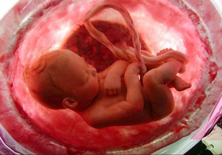 مراحل تكوين الجنين في رحم الأم لنقول : لا اله الا الله !! G4z4-c31