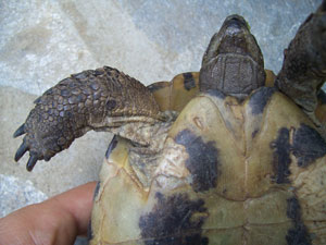 SOS trouvé tortue terrestre Ecaill10