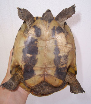 SOS trouvé tortue terrestre Plastr12