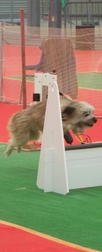 LE FLYBALL AU S.C.C.E - Page 4 27644310