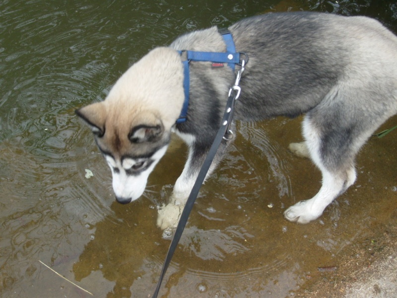 Vos husky aiment t'il l'eau ? - Page 2 S7301810