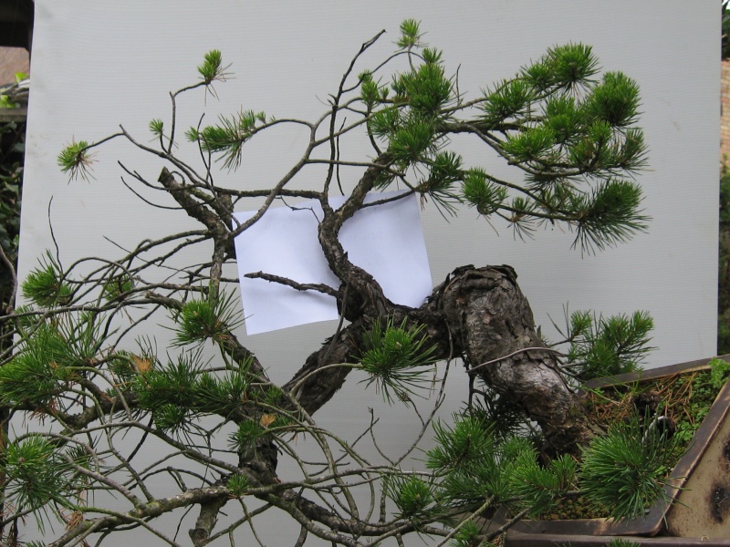Root grafting Scots Pine ? Img_0318