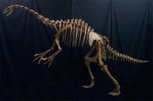 Phát hiện xương khủng long bụng phệ 10_310