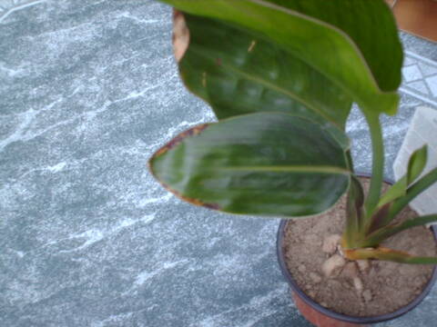 Strelitzia Conseils