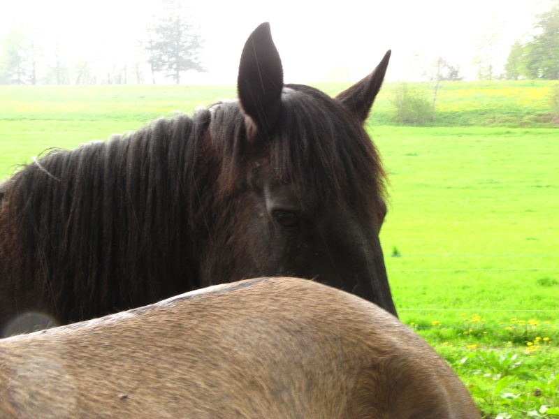 Les Chevaux D'Odun. - Page 17 Img_6410