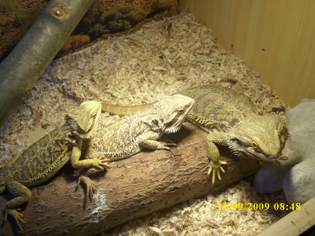 bonjour voici mais deux nouvelle fifi pogona vitticeps Dsci1313