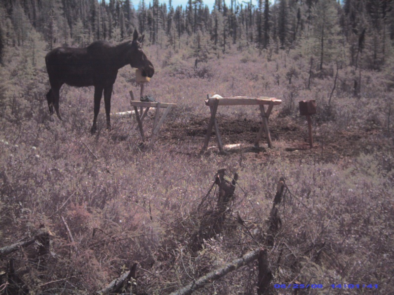 mon coin de chasse Photo_13