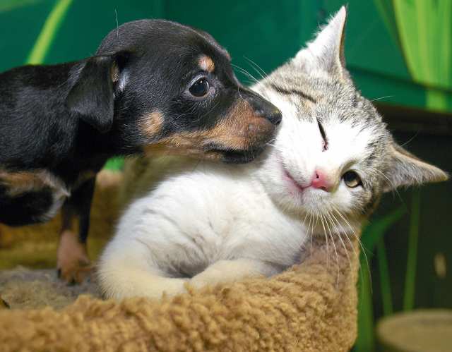 ~~  LovE ButweeN CaT AnD DoG ~~ Cat_an10