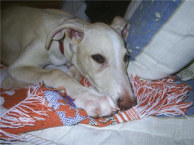 TITO, precioso cruce de galgo con podenco, 3 meses Getatt10