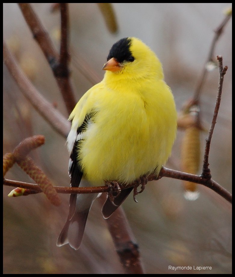 Chardonneret jaune mâle Dsc_2210