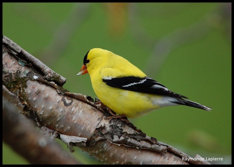 Chardonneret jaune mâle Dsc_2419