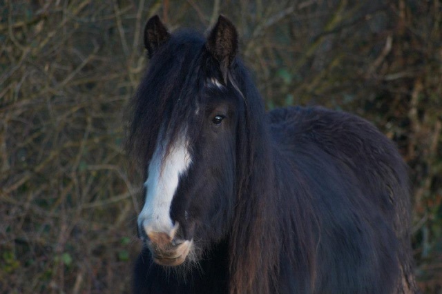 Besoin de vos conseils pour Brownie 38227810