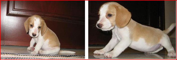 Gorgeous Beagle Puppies for Sale!!! Beagle10