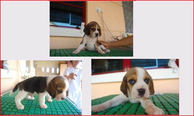 Beagle puppies for Sale!! Beagle14