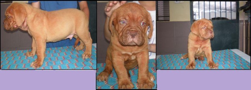 Healthy Dogue Pups is Available at our store!! Dogue_11