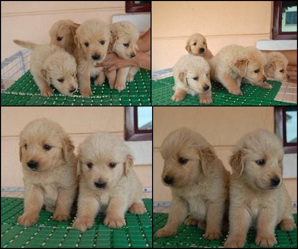 Golden Retriever Puppies available in our store!! Golden10