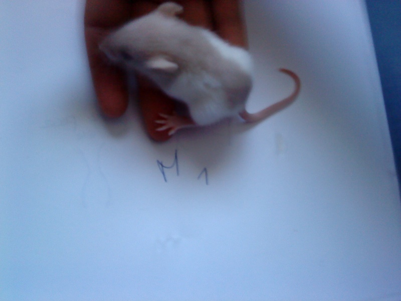 Adoption bébés rats Lyon Dsc00011