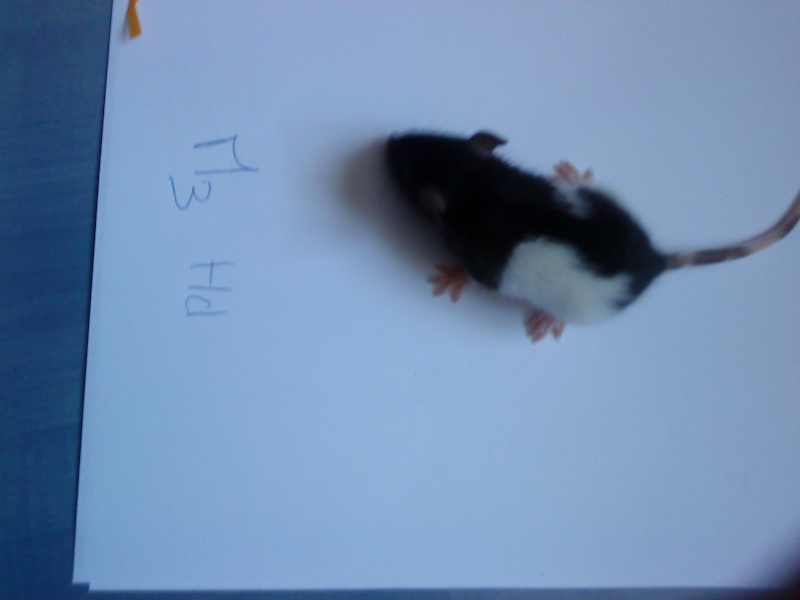 Adoption bébés rats Lyon Dsc00015