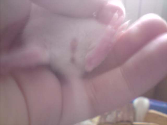 Adoption bébés rats Lyon P0709011