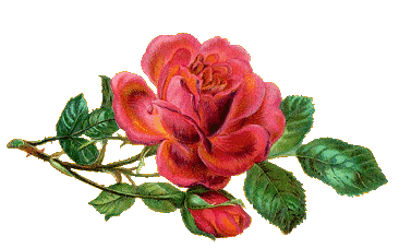 VARIEDAD DE FLORES Rosas-10