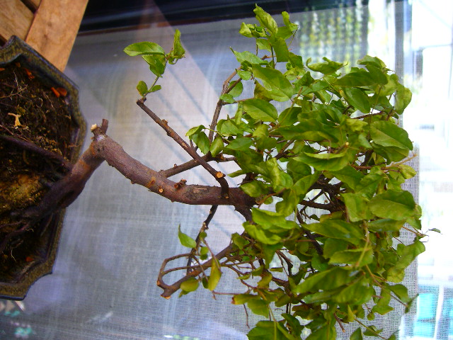 newbie with potentially dying Bonsai P1060110