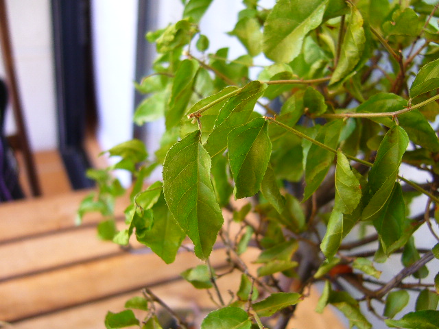 newbie with potentially dying Bonsai P1060113