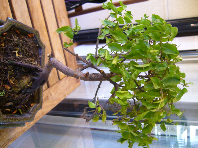 newbie with potentially dying Bonsai P1060114