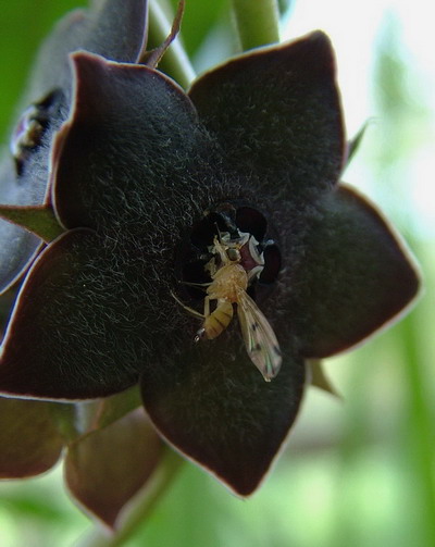 [Lyciella decempunctata] Détermination pollinisateur Pollin17