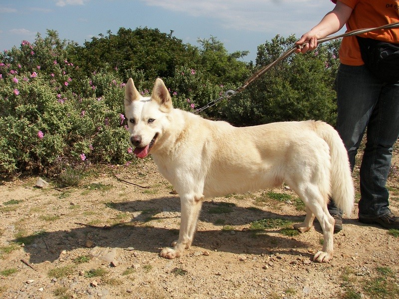 Léo male X husky 7 ans  REFU34    ADOPTE  Lao_7213