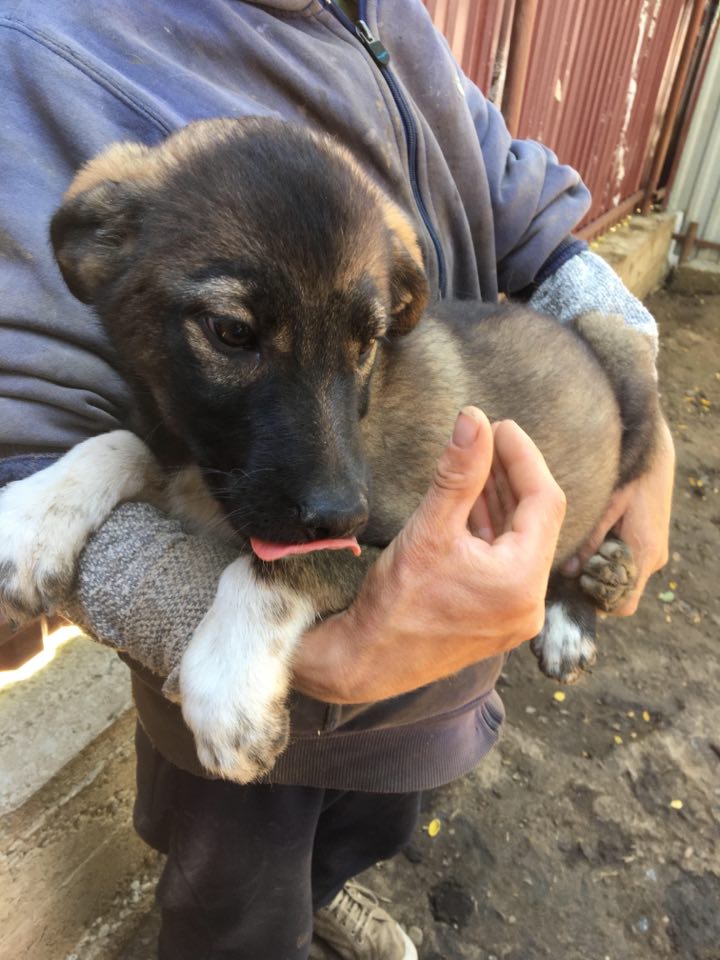 Ares - ARES/MALE/NE VERS MARS OU AVRIL 2020 /TAILLE MOYENNE ADULTE/ 10650610